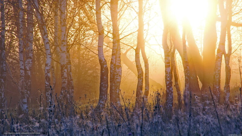 Birch Trees in Forest — Gold, Serene