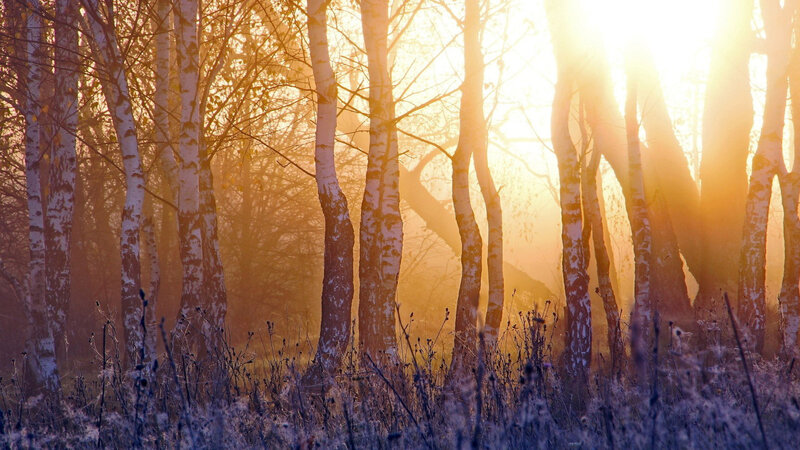 Birch Trees in Forest — Gold