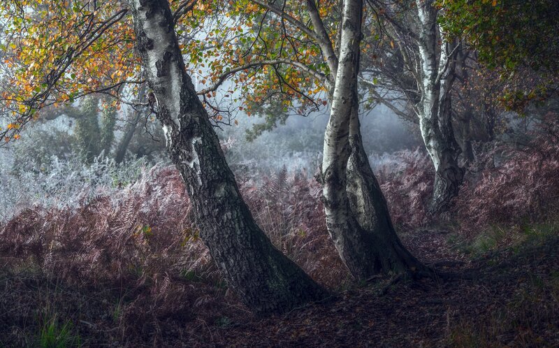 Birch Trees in Forest — Green, Misty, Autumn