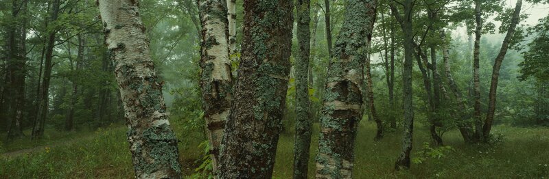 Birch Trees in Forest — Green, Misty, Morning, Photograph, Moss, Fog
