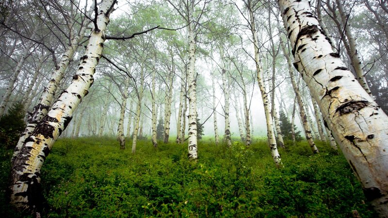 Birch Trees in Forest — Green, Misty
