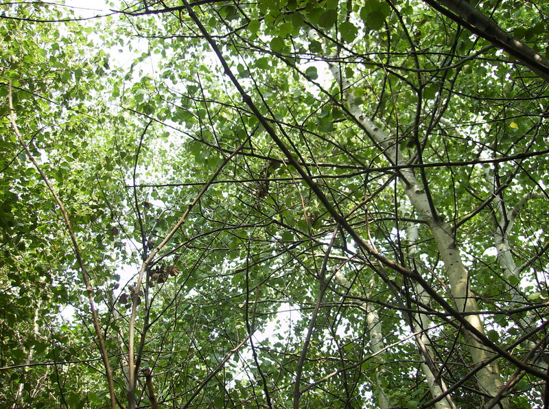 Birch Trees in Forest — Green, Natural, Afternoon