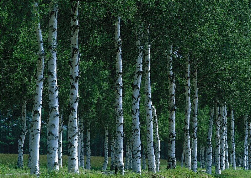 Birch Trees in Forest — Green, Serene, Afternoon, Photograph, Grass, White