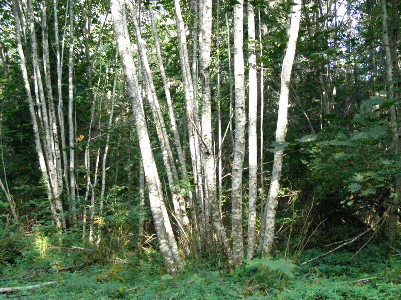 Birch Trees in Forest — Green, Serene, Afternoon, Photograph, Greenery