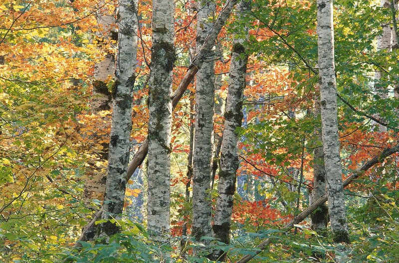 Birch Trees in Forest — Green, Serene, Autumn