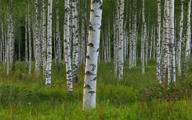 Birch Trees in Forest — Green, Serene, Morning, Photograph, Grass, Flowers