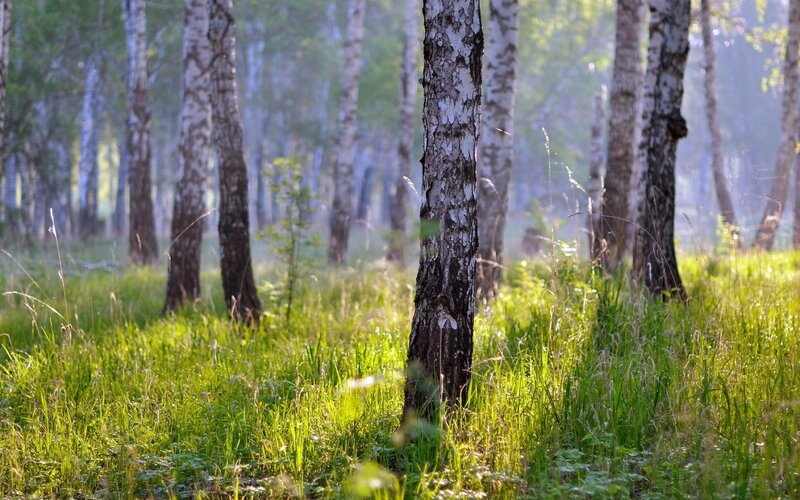 Birch Trees in Forest — Green, Serene, Morning, Photograph, Grass, Sunlight, White, Brown
