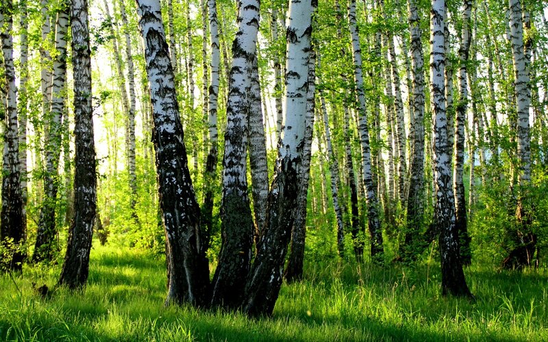 Birch Trees in Forest — Green, Serene, Morning