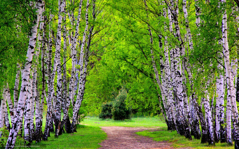 Birch Trees in Forest — Green, Serene, Spring, Photograph, Path