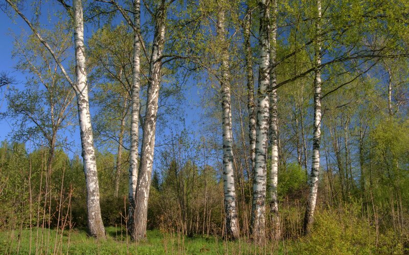 Birch Trees in Forest — Green, Serene, Spring, Photograph, Sky