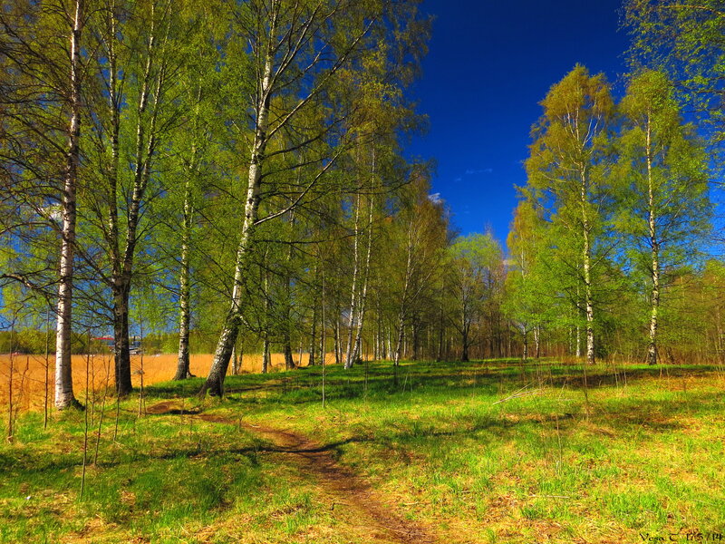 Birch Trees in Forest — Green, Serene, Spring, Photograph