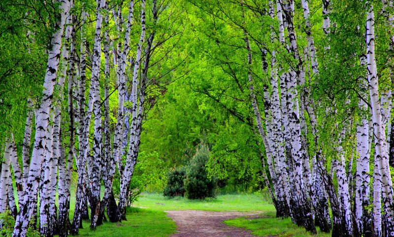 Birch Trees in Forest — Green, Serene, Spring