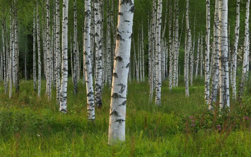 Birch Trees in Forest — Green, Serene, Summer, Photograph, Grass, Flowers