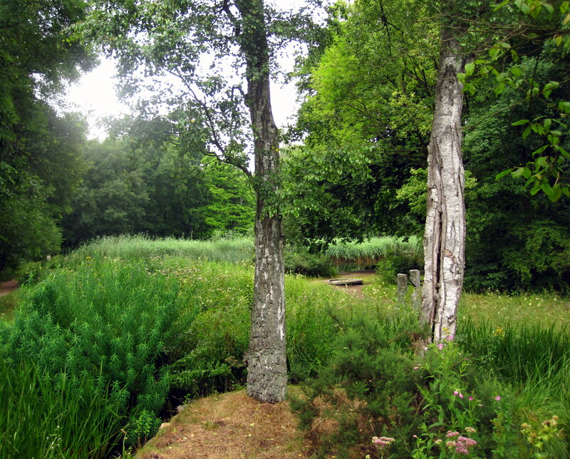 Birch Trees in Forest — Green, Serene, Summer, Photograph, Grass