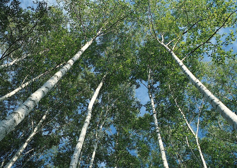 Birch Trees in Forest — Green, Serene, Summer, Photograph, Sky