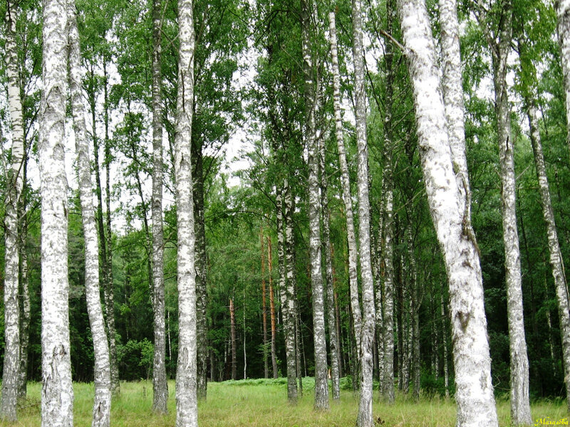 Birch Trees in Forest — Green, Serene, Summer, Photograph