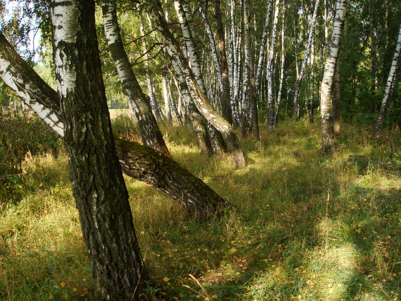 Birch Trees in Forest — Green, Serene