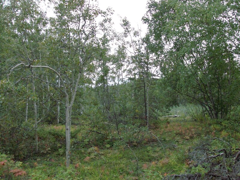 Birch Trees in Forest — Green