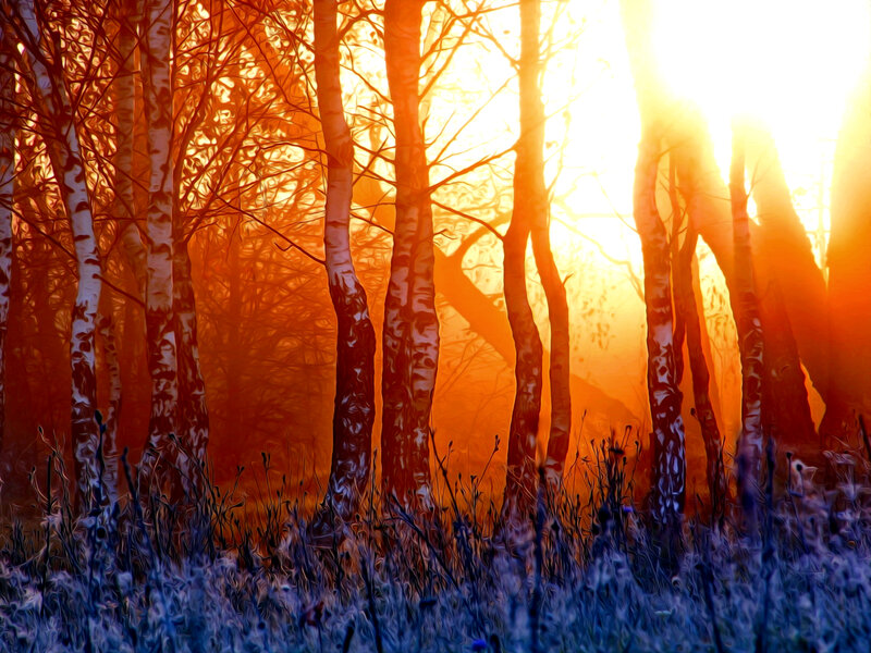 Birch Trees in Forest — Orange, Dramatic