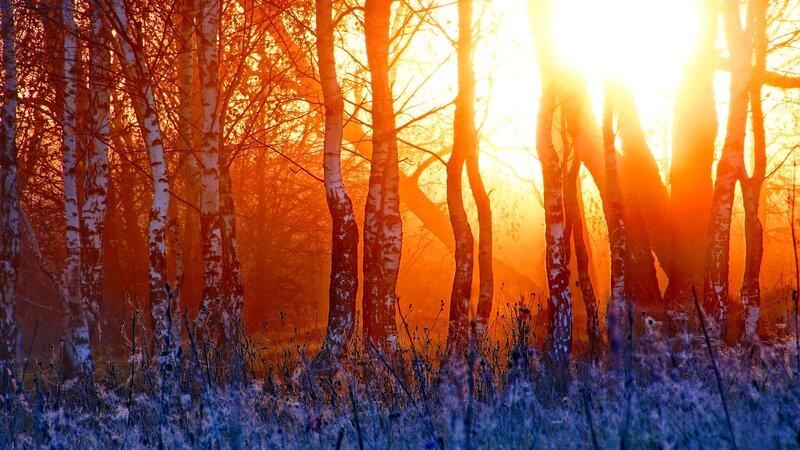 Birch Trees in Forest — Orange