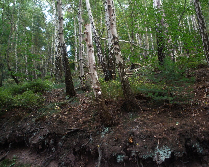 Birch Trees in Forest