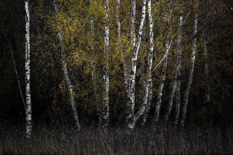 Birch Trees in Forest — White, Dramatic