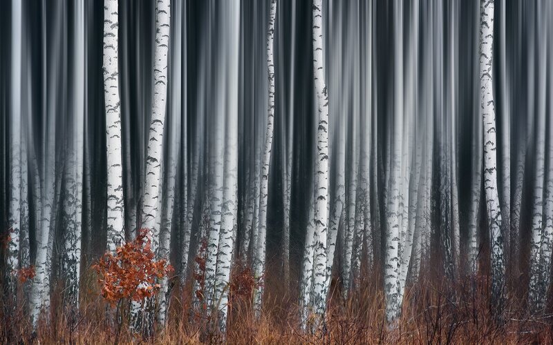 Birch Trees in Forest — White, Serene, Autumn, Photograph, Autumn Leaves