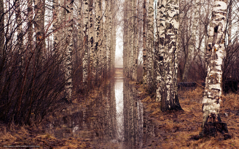 Birch Trees in Forest — White, Serene, Autumn, Photograph