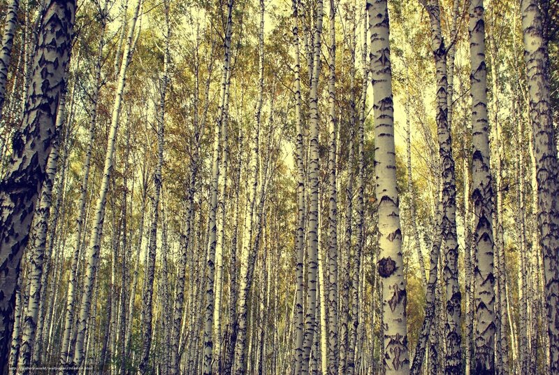 Birch Trees in Forest — White, Serene, Autumn
