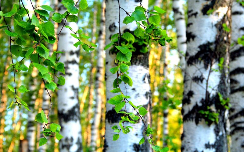 Birch Trees in Forest — White, Serene, Spring
