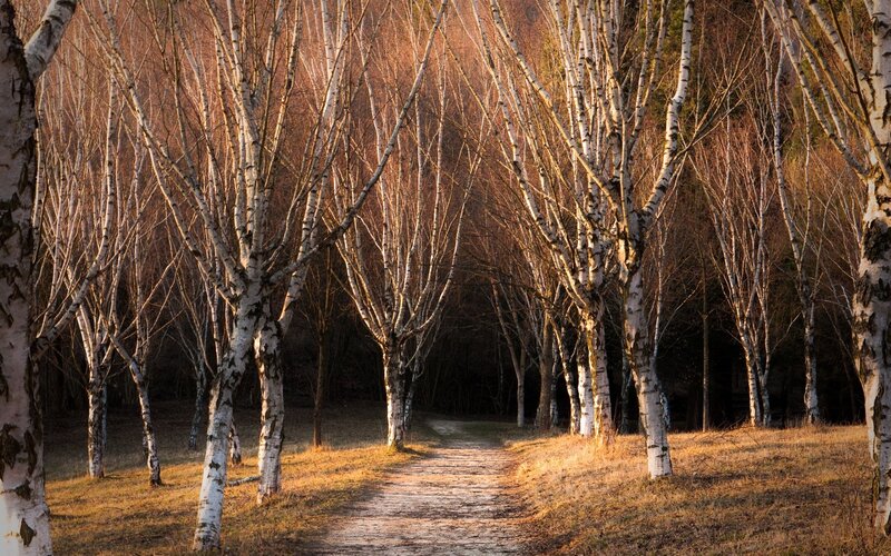Birch Trees in Forest — White, Serene, Sunset