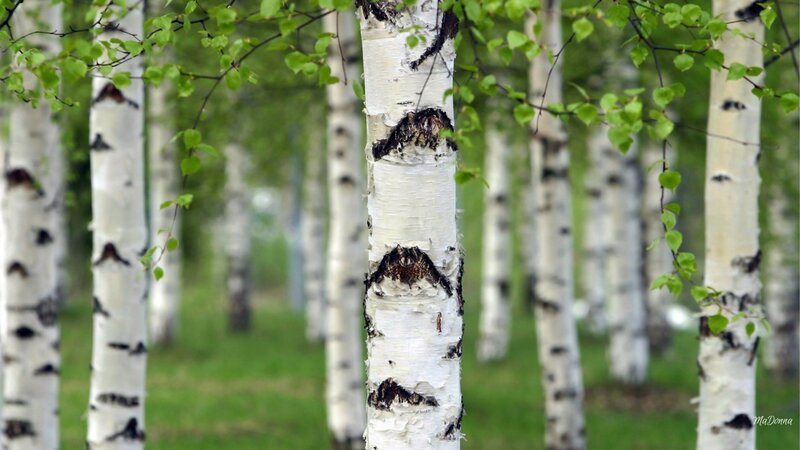 Birch Trees in Forest — White, Serene