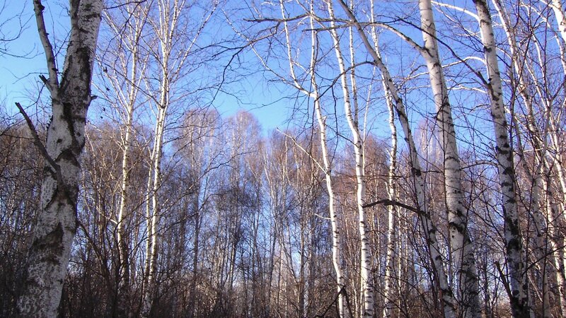 Birch Trees in Forest — White, Serene, Winter