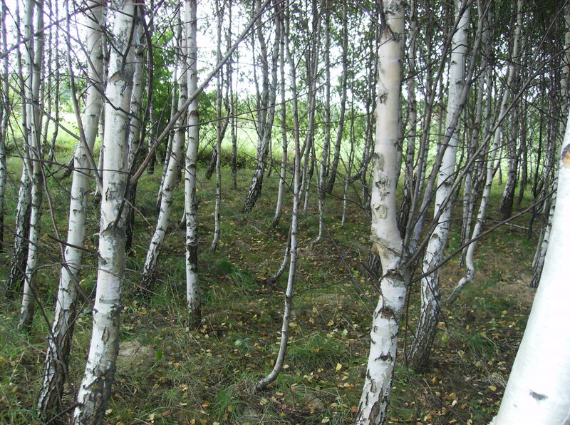 Birch Trees in Forest — White