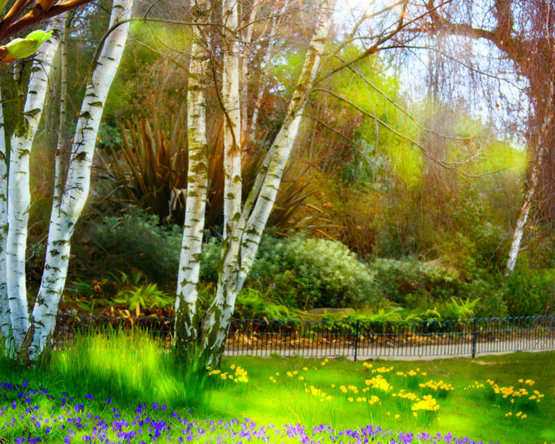 Birch Trees in Garden — Green