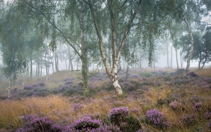Birch Trees in Heather