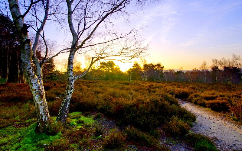 Birch Trees in Heathland