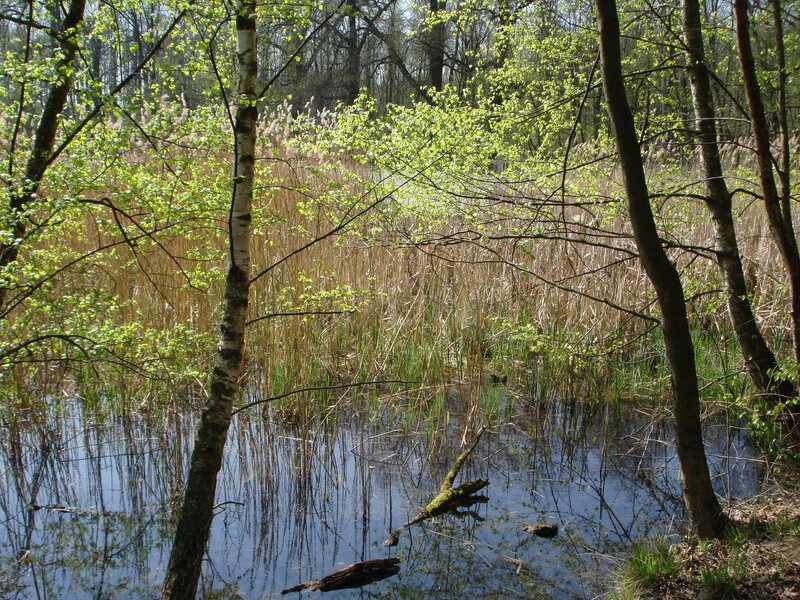 Birch Trees in Marsh