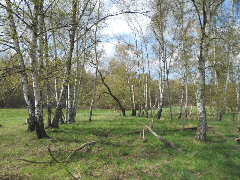 Birch Trees in Meadow — Green, Serene