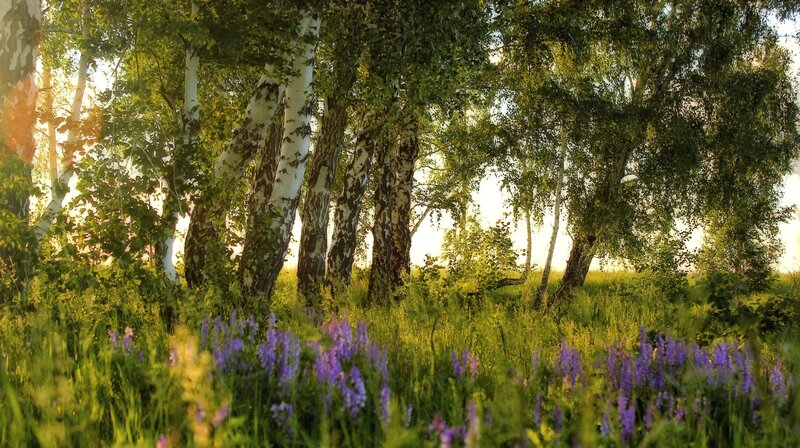 Birch Trees in Meadow