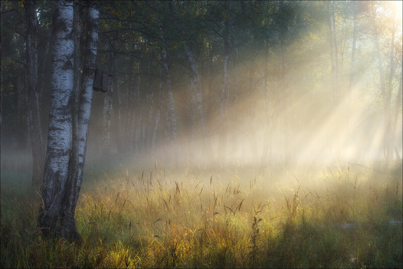 Birch Trees in Mist — Green, Serene