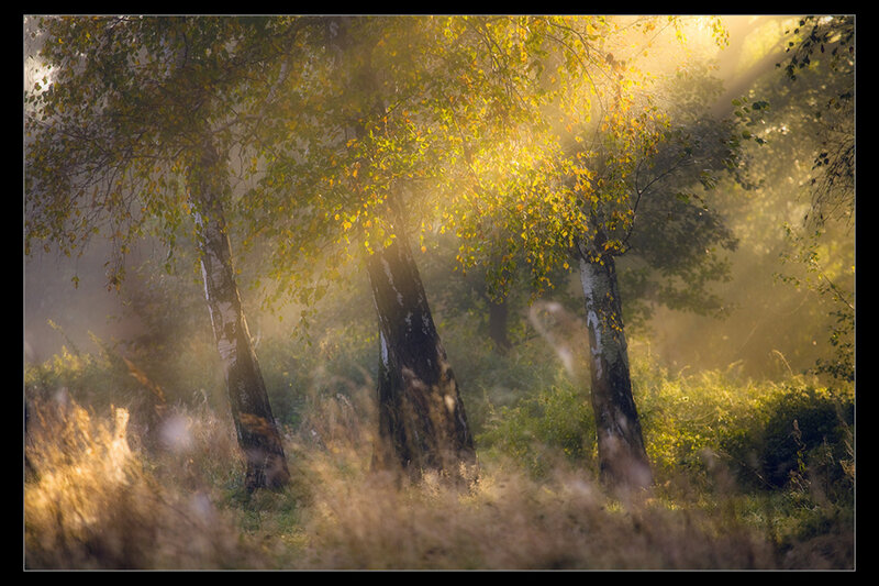 Birch Trees in Mist — Green