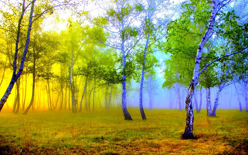 Birch Trees in Mist