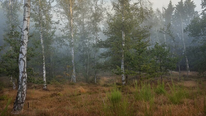 Birch Trees in Misty Forest