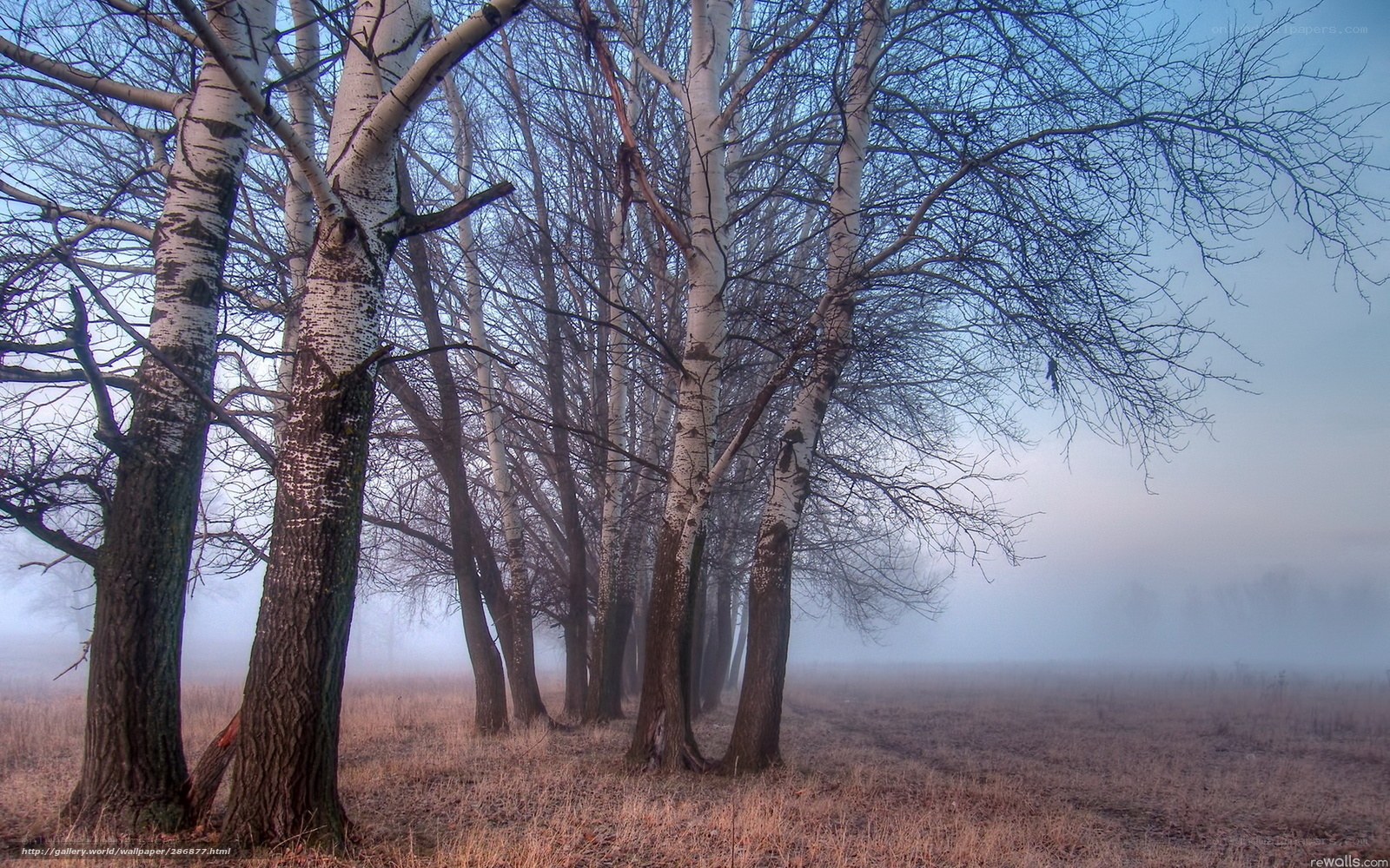 Birch trees in morning fog