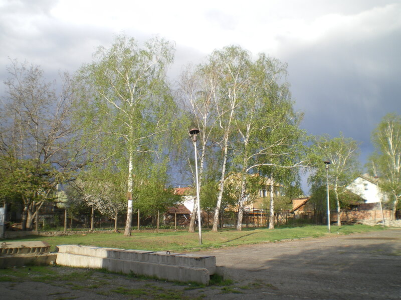 Birch Trees in Park