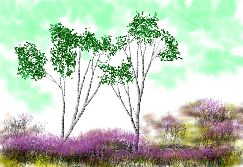 Birch Trees in Purple Field