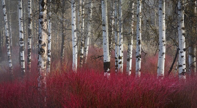 Birch Trees in Red Shrubs