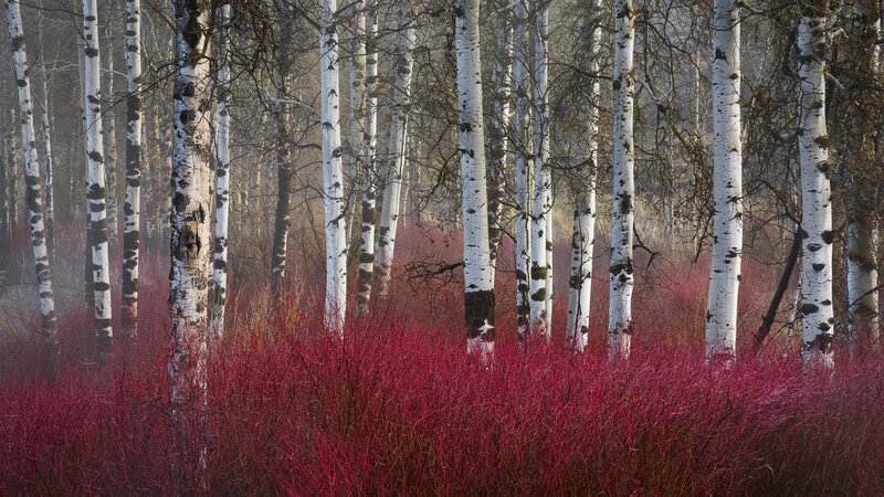 Birch Trees in Red Shrubs — White