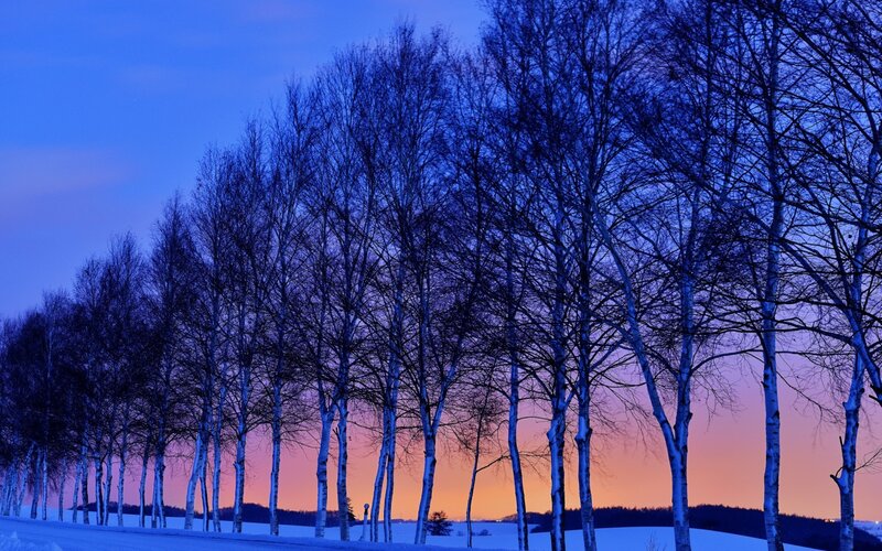 Birch Trees in Snow — Blue, Serene, Sunset